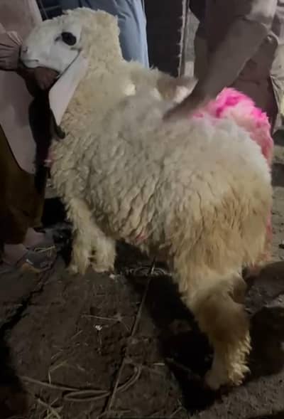 Beautiful Qurbani mundree . Chatreee