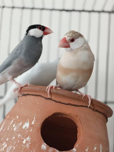 Healthy love birds &American parrots with cage for sale