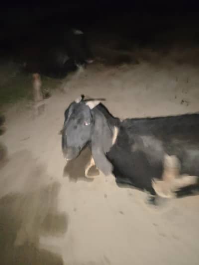goat in village