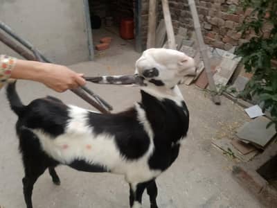 bakra