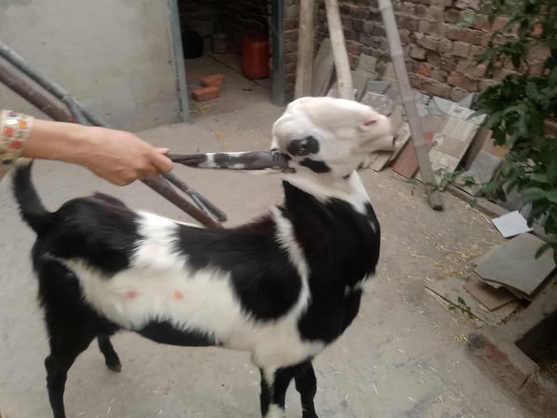 bakra 0