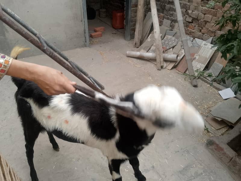 bakra 1