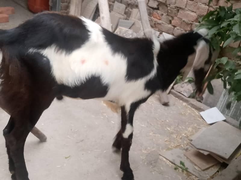 bakra 2