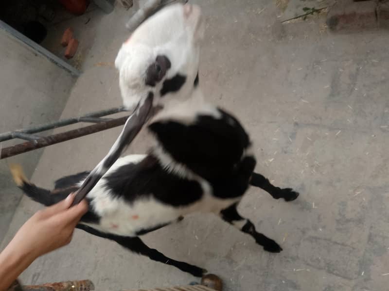 bakra 3