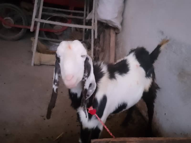 bakra 4