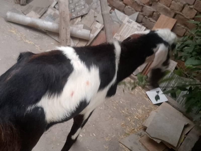 bakra 5