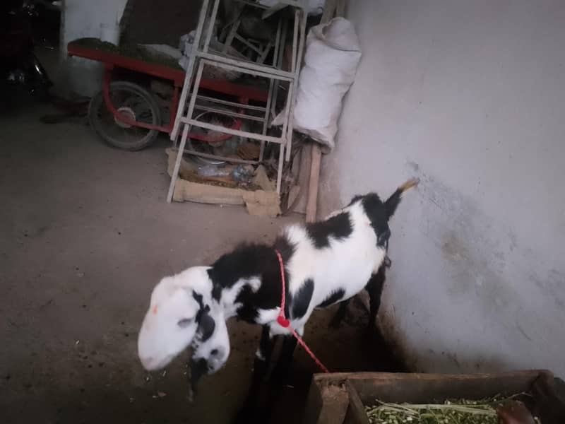 bakra 6