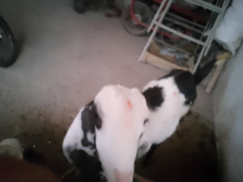 bakra 7