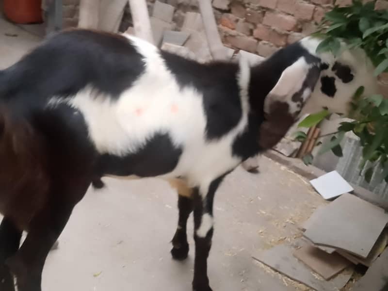 bakra 8