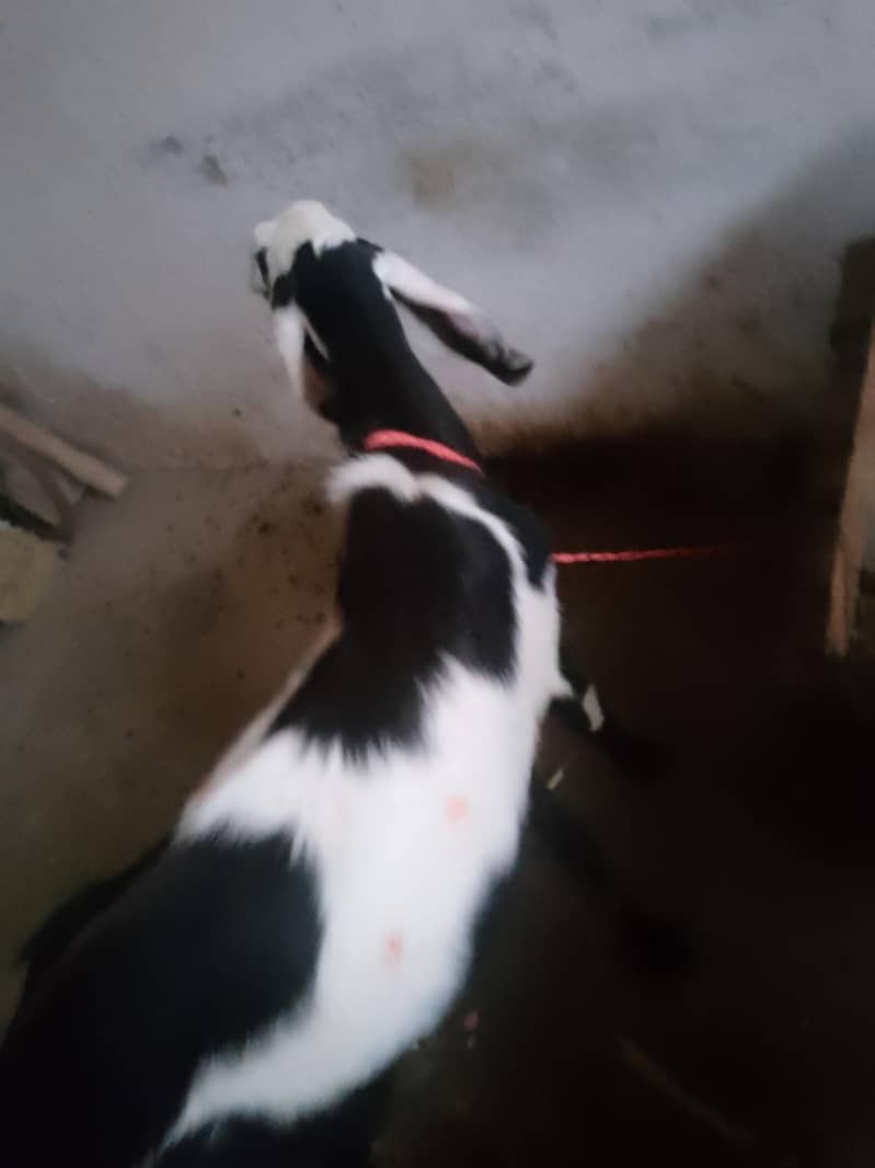bakra 9