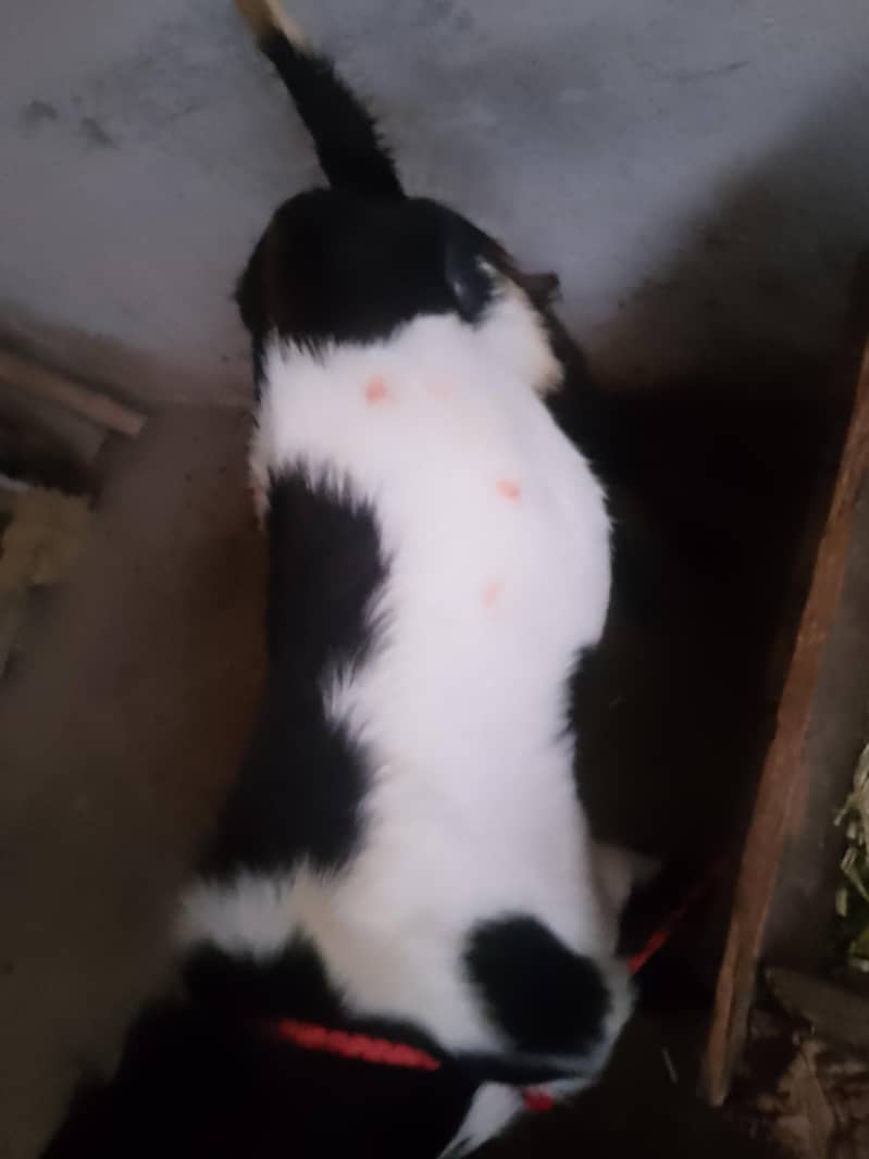 bakra 10
