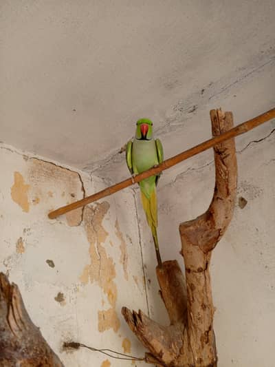 Plum Head Parakeet 1.5 months 10000 per  pcs