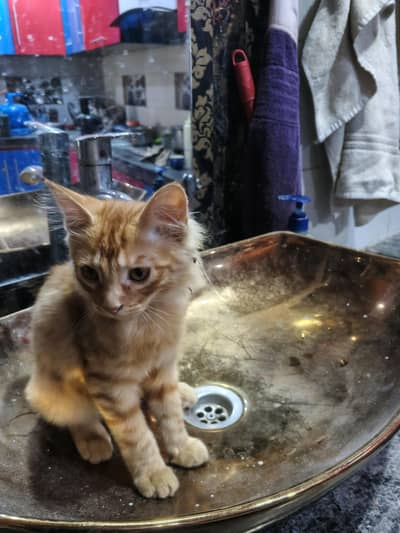 Brown cute cat for sale fully tame and fully active cat
