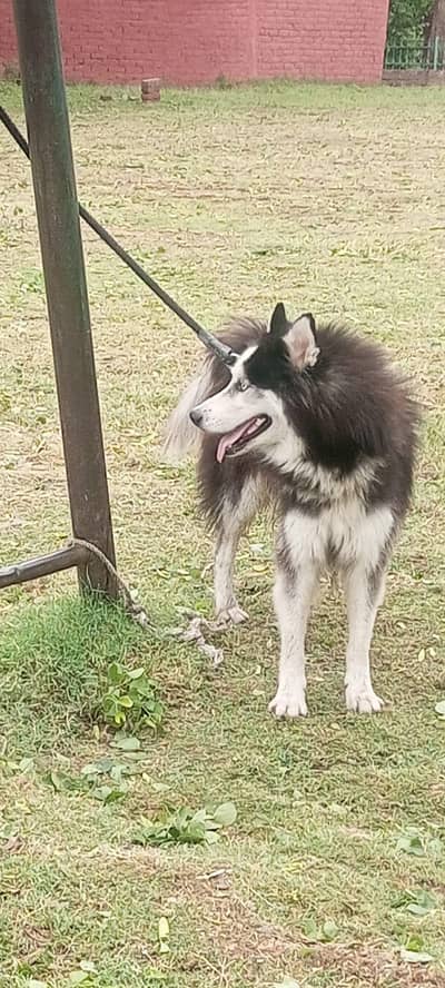 Siberian husky male full active 03174640540