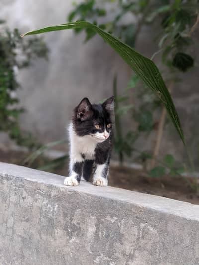 cat for sale healthy and active urgent sale