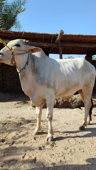 Bull | Bchra | Sibbi Bhangnari Bull | Sibbi Bull | Qurbani Bull