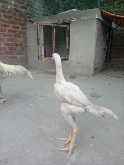 pure japanese white o shamo female