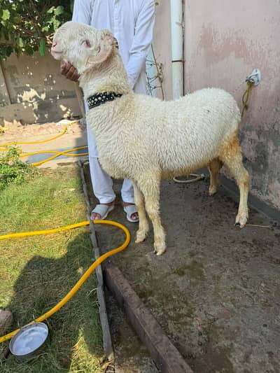 Sheep | Chtra | mundra | Dumba | Qurbani ka chtra | Chtra For Sale