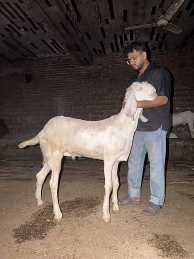 Rajanpuri Donday