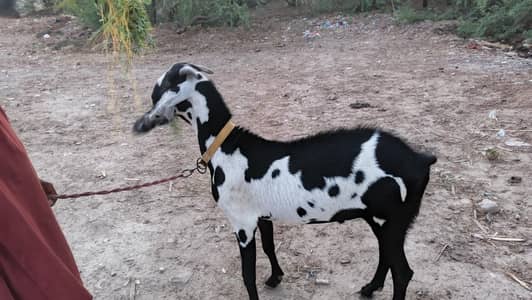 بکرا دوندا ہے دیسی بکرا