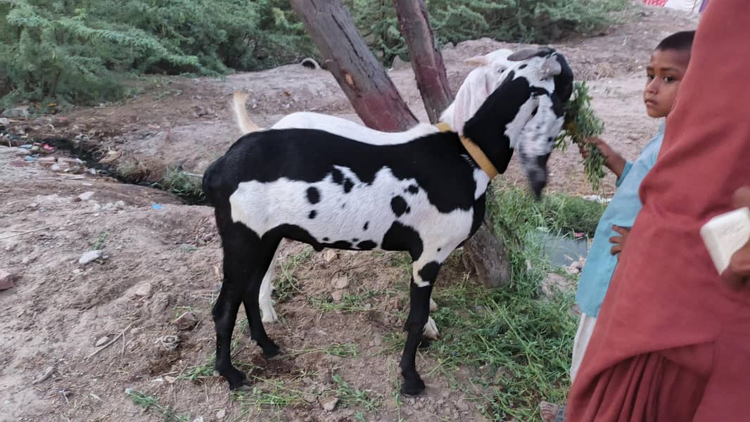 بکرا دوندا ہے دیسی بکرا 1