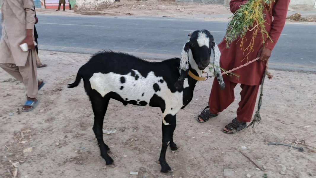 بکرا دوندا ہے دیسی بکرا 2