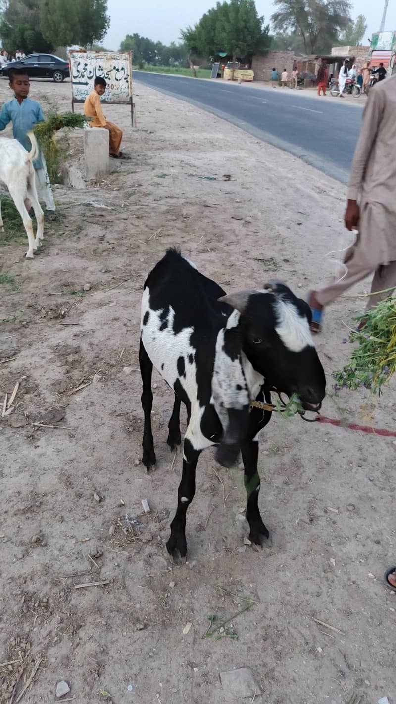 بکرا دوندا ہے دیسی بکرا 3