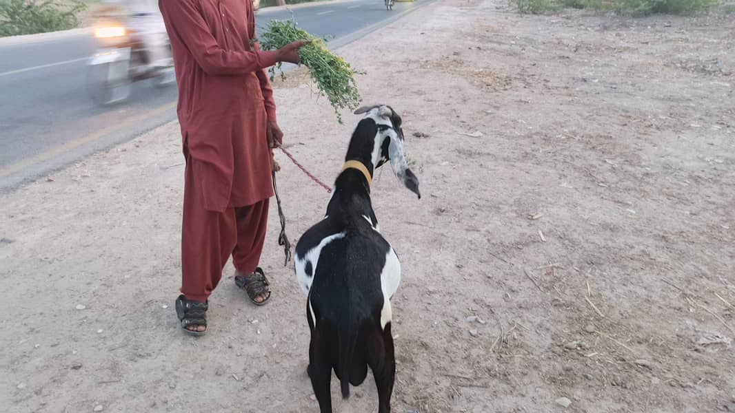 بکرا دوندا ہے دیسی بکرا 4