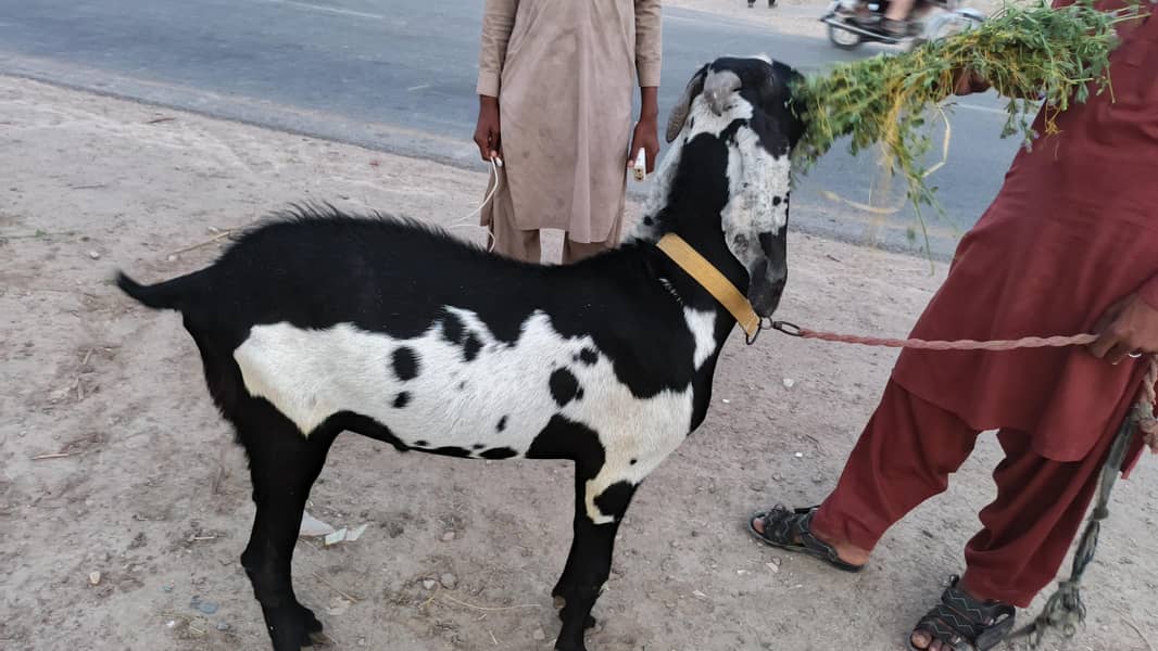 بکرا دوندا ہے دیسی بکرا 5