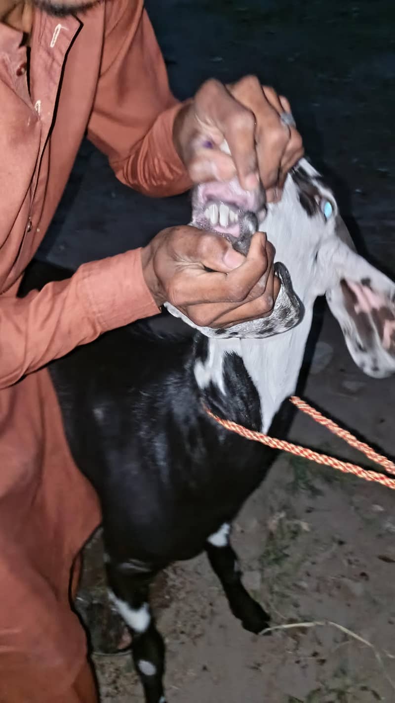 بکرا دوندا ہے دیسی بکرا 7