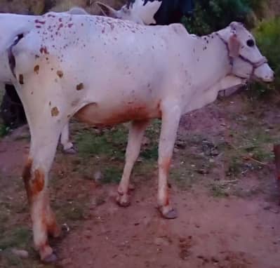 ghay and bakra