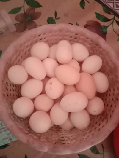 Misri hen fertaile eggs