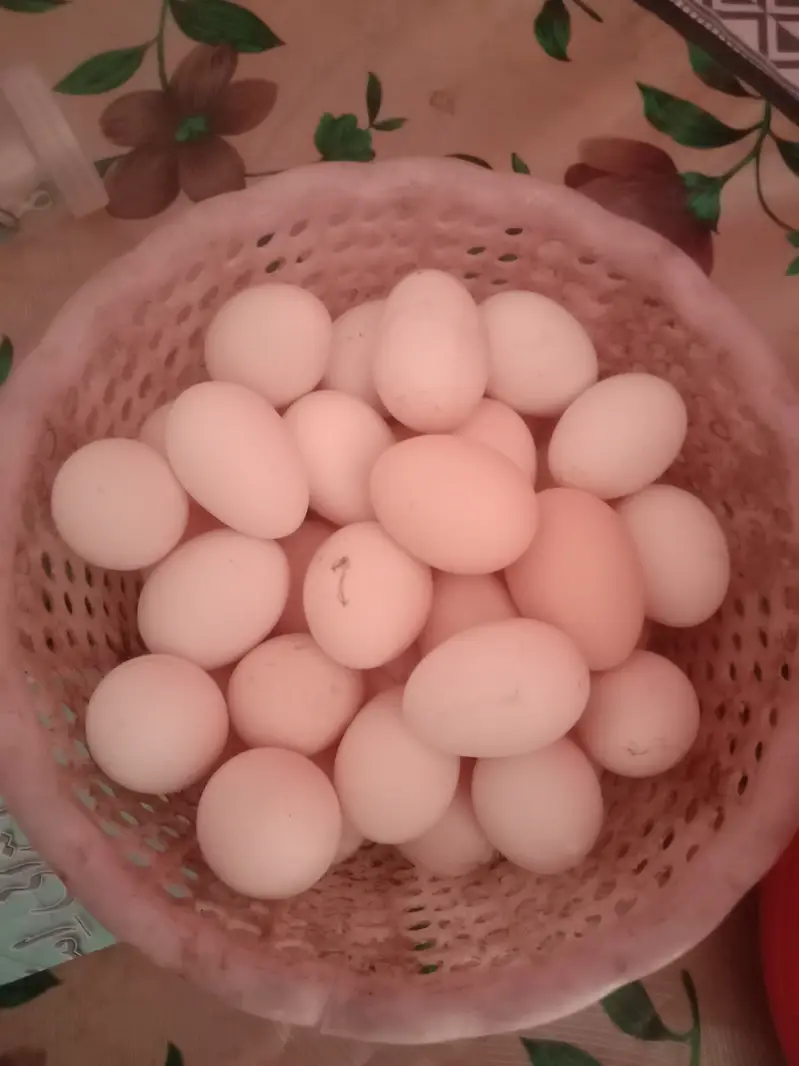 Misri hen fertaile eggs