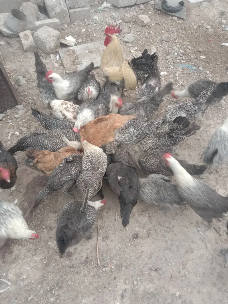 Misri hen fertaile eggs — photo 2