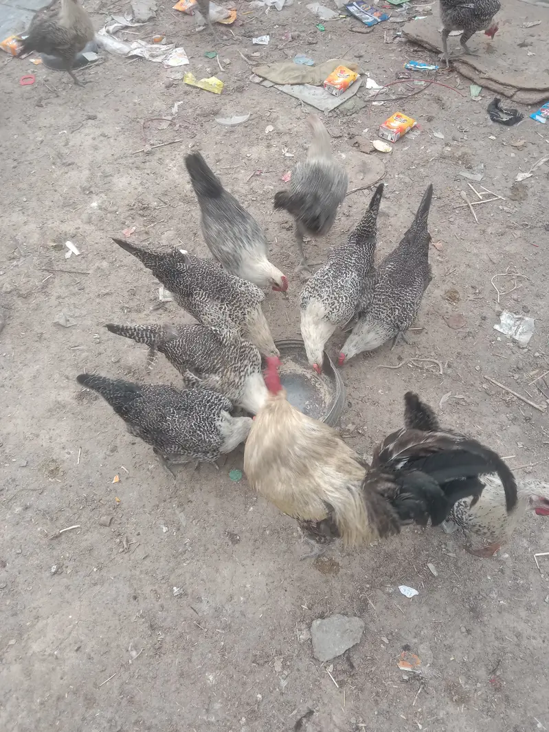Misri hen fertaile eggs — photo 3