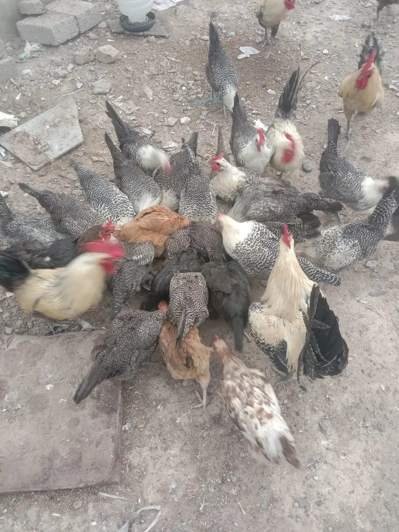 Misri hen fertaile eggs — photo 4