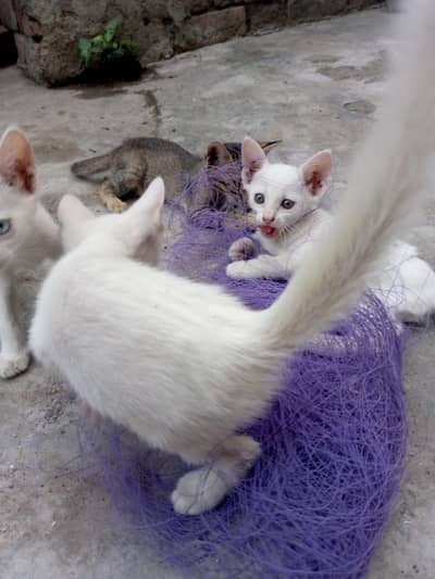 Beautiful white kitten