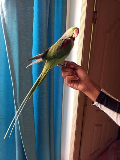 raw parrot male