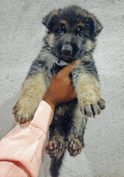 GERMAN Shepherd Stock HAIR PUPPY AVAILABLE.