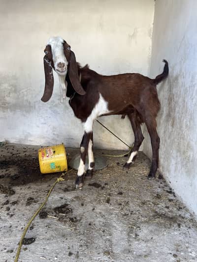 Bakra for sale eid special