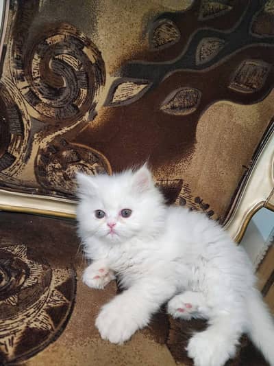 Persian cat