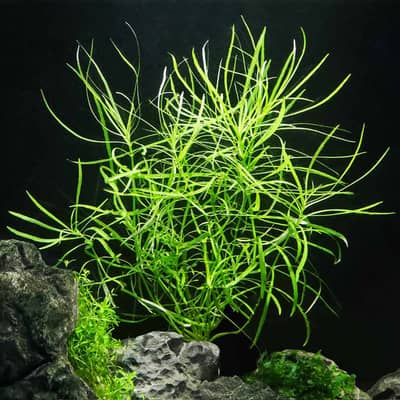 Aquarium fish aquarium plants aquarium accessories aquarium white san