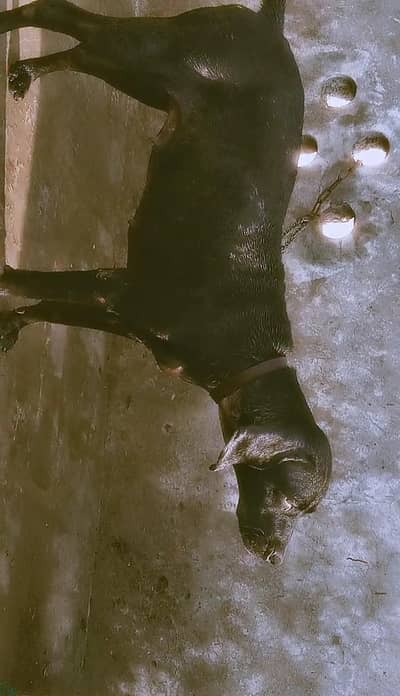 POINTER FEMALE PREGNENT DOG FOR SALE HEALTH AND ACTIVE