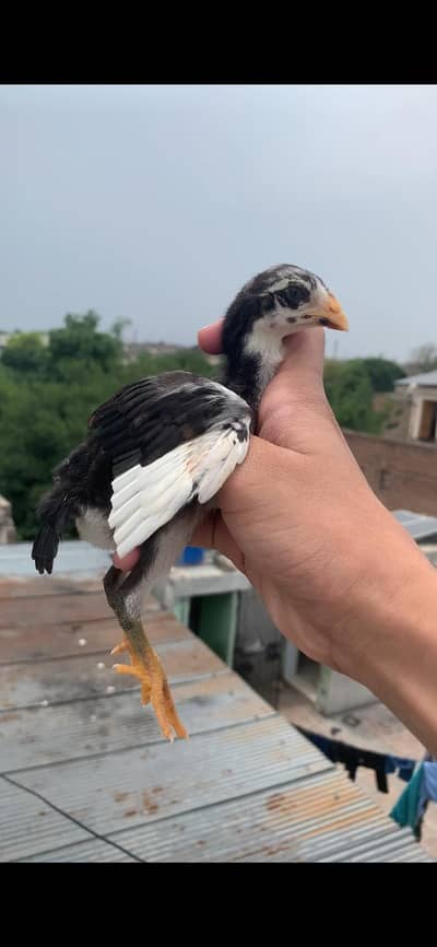 amroha aseel chicks for sale