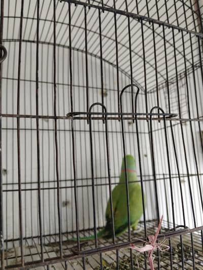 beautiful parrot