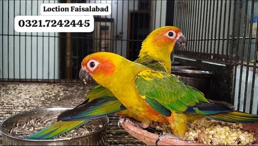 hand tamed pair
