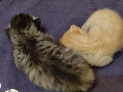 2 kittens only 15 days vaccined
