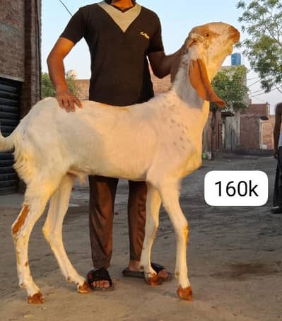 QURBANI BAKRA