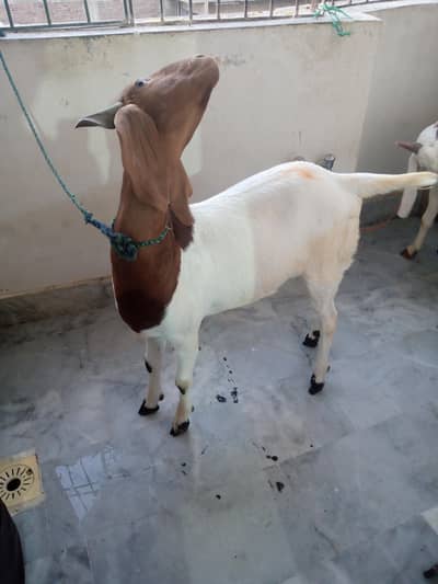 Bakra for Qurbani
