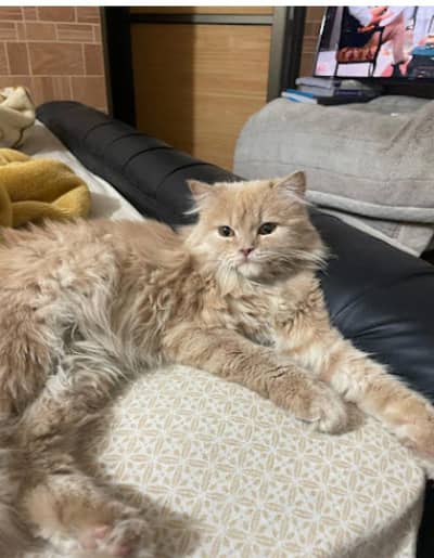 persian breeder female